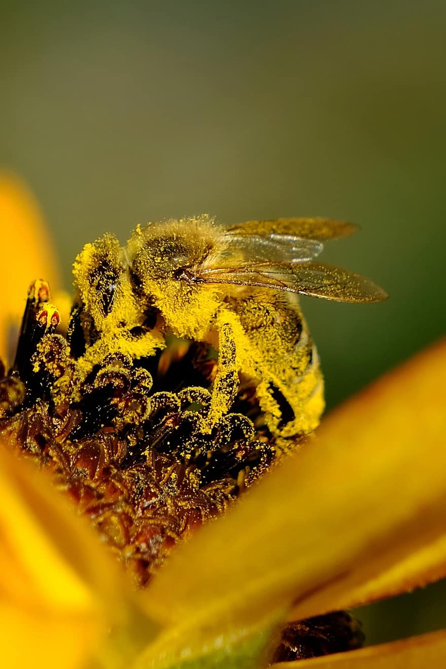 Bie, insekt, blomst, solsikke, pollen, pollinering, petals, makro, nærbilde, gul, honning
