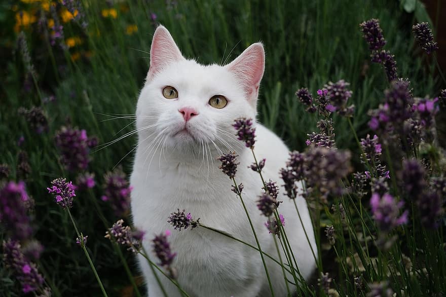 katt, trädgård, utomhus-, djur-, brittisk shorthair, natur, fantasi