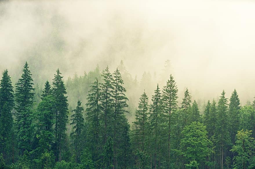 foresta, alberi, nebbia, conifere, pino, abete rosso, foresta di abeti, foresta di conifere, natura, boschi, sempreverde