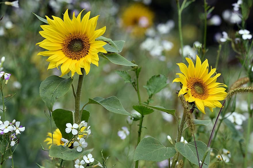 Sunflowers, Flowers, Meadow, Yellow Flowers, Petals, Bloom, Leaves, Plants, Field, Nature, Summer