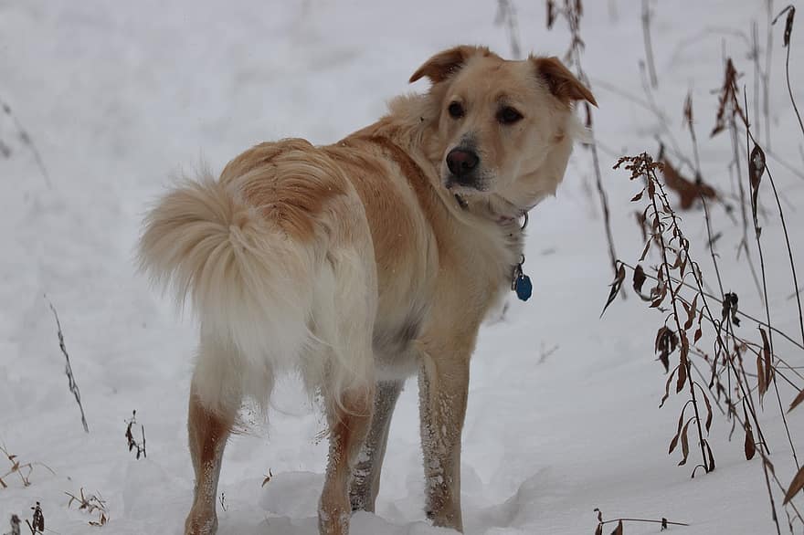 câine, animal de companie, iarnă, zăpadă, animal, canin, rece, animale de companie, drăguţ, câine de rasă pură, cățeluș