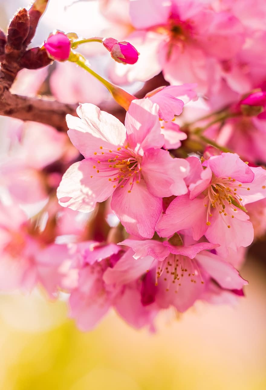 Kirsebær blomster, lyserød, blomster, sakura, kirsebær blomst blomster, lyserøde blomster, pink kronblade, flor, blomstre, flora, natur