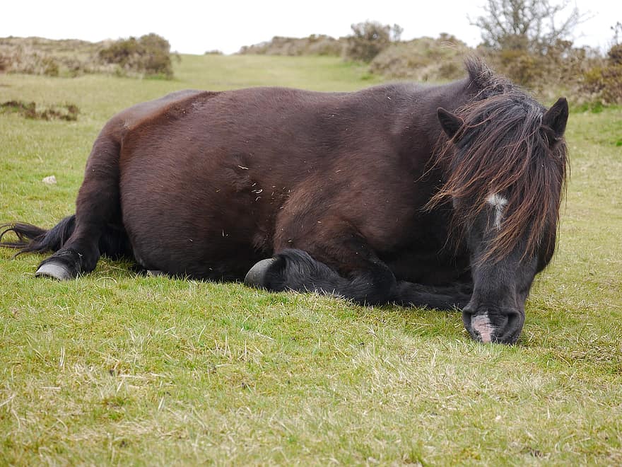ponny, shetland ponny, gräs, bondgårdsdjur, djur-, häst-, bruka, häst, äng, bete, landsbygden scen