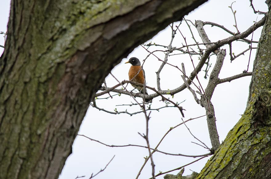 Robin, Bird, Branch, Wildlife, Singing