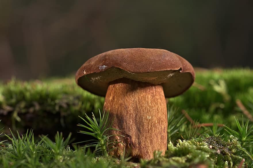 houba, Kaštan, jedlý, výtrus, houba na mytí, plodnic, druhů hub, mykologie, lesní houby, lesní podlaha, Příroda