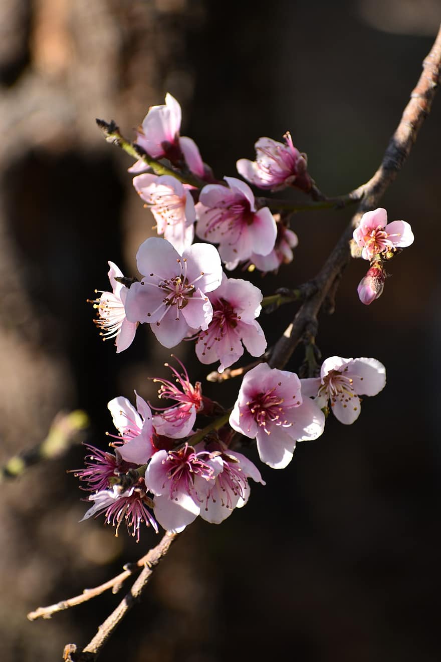 Peach, Blossom, Flowers, Spring, Petals, Bloom, Tree, Nature, flower, close-up, springtime