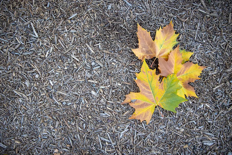 가을, 잎, 숲, 닫다, 단풍, 시즌, 이파리, 제철의, 자연, 화려한, 배경