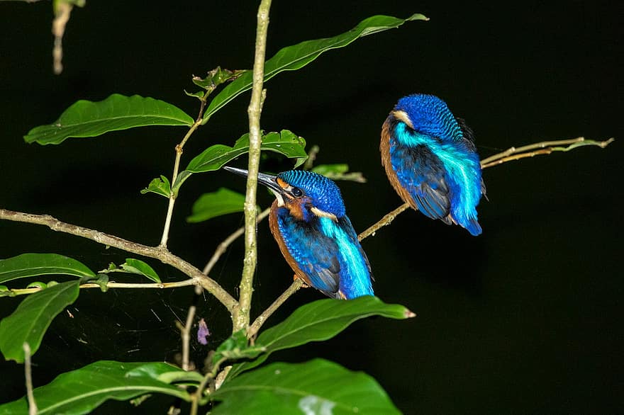 Par de Kingfisher Orelhudo Azul, sepilok, Bornéu