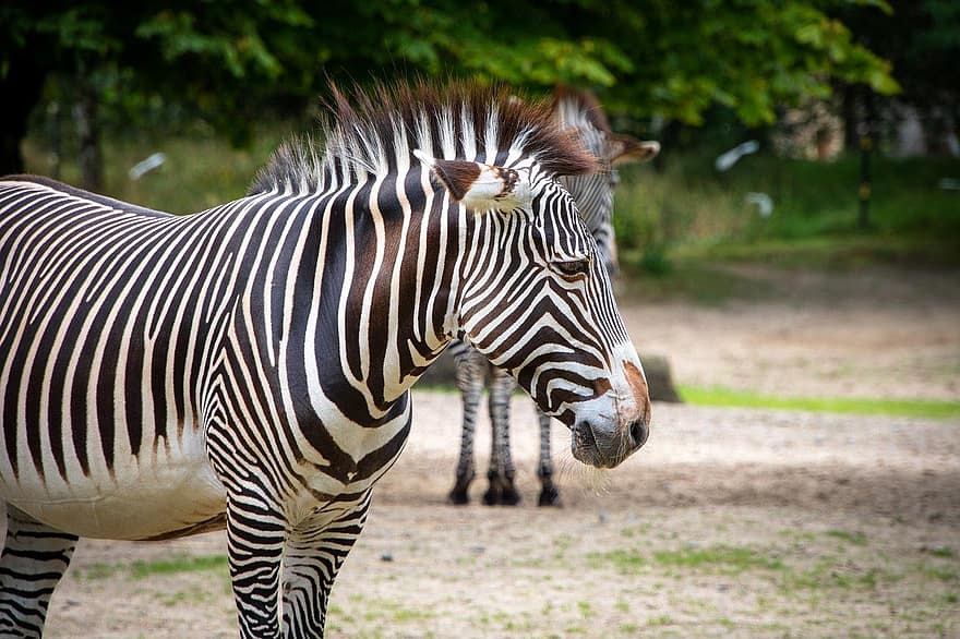 zebra, hayvan, at