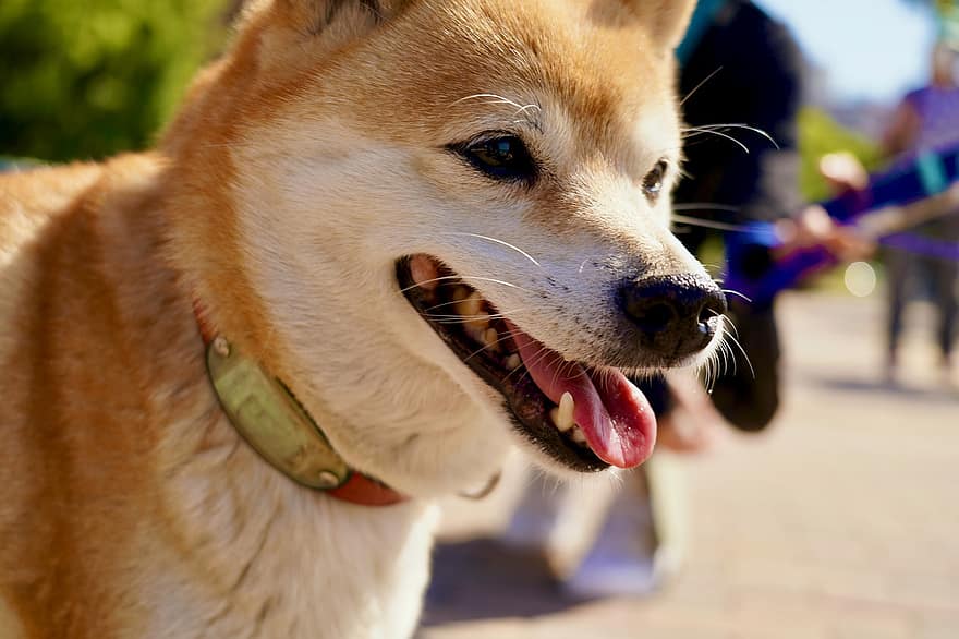 Shiba Inu, Dog, Pet, Puppy, Shiba, Animal, Domestic Dog, Canine, Mammal, Cute, Friend