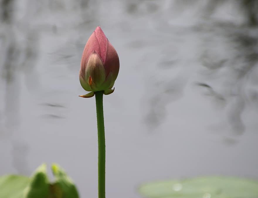 Lotus, Knospe, Blume, Lotus Blume, pinke Blume, Blütenblätter, rosa Blütenblätter, blühen, Wasserpflanze, Flora