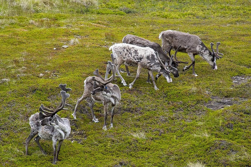 reindeer, grazing, pasture