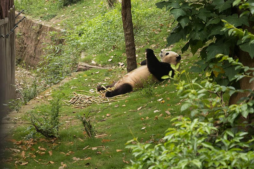 Panda, animal, manger, mammifère, le monde animal, omnivore, photographie de la faune, animal sauvage
