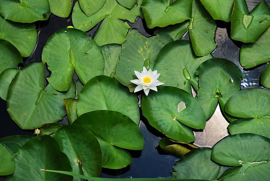vanduo, lilly, vienas, Vienas, gėlė, žalias, lapai, paviršius, tvenkinys, ežeras