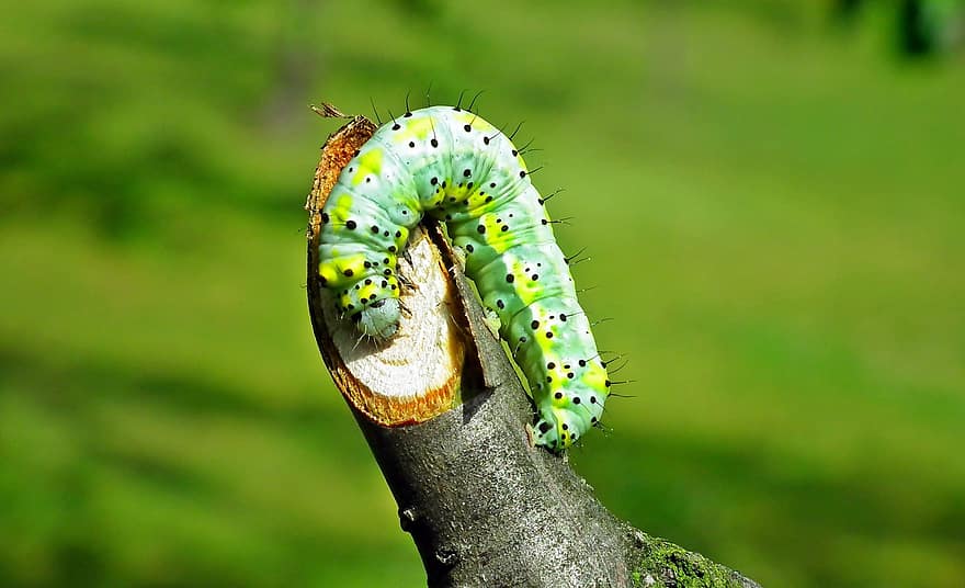 Caterpillar, Insect, Bug, Worm, Plant, Garden, Green