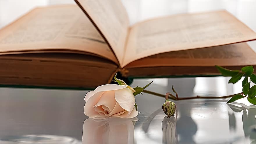 Reading, Library, Knowledge, Open Book, Fresh Rose, Bookworm, Novel, Hebrew Text, Book Day, Book Wallpaper, Open Page