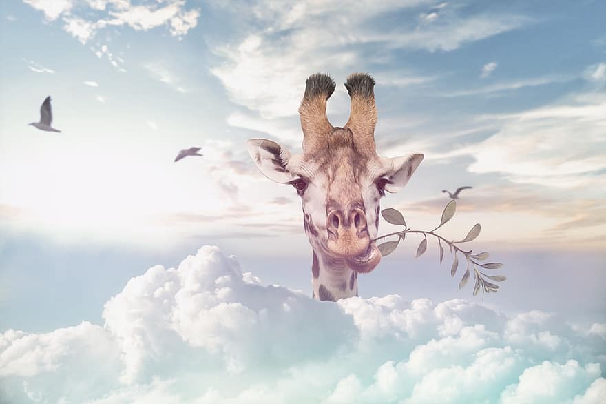 žirafa, volně žijících živočichů, mraky, ptáků, fantazie, mrak, nebe, tráva, krajina, modrý, ilustrace