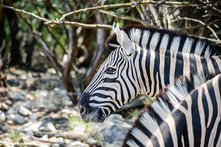 zebra, garis-garis, hewan, safari, alam, margasatwa, mamalia, gurun