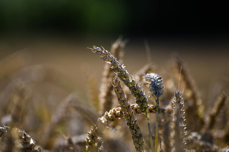 Wheat, Field, Agriculture, Cereals, Grain, Cornfield, Spike, Nature, Plant, Summer, Harvest
