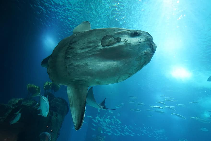 Ocean Sunfish, Mola obecná, Mola Mola, oceán, pod vodou, mořských živočichů, modrý, Ryba, potápění, zvířata ve volné přírodě, velký