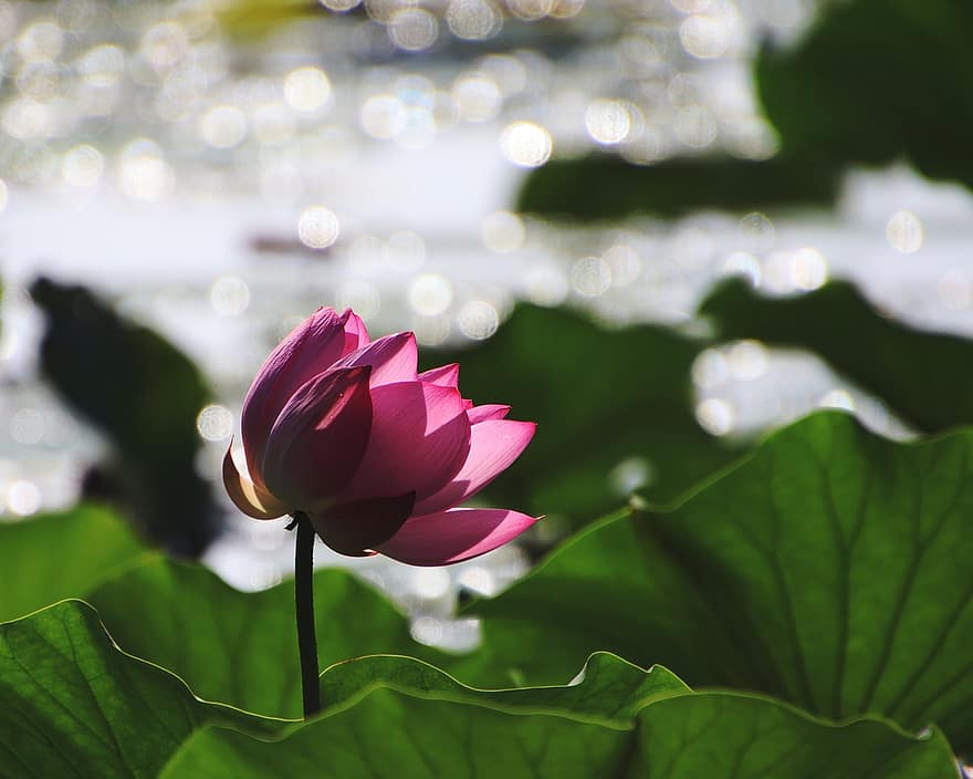 Flower, Lotus, Water Lily, Pond, Aquatic Plant, Water