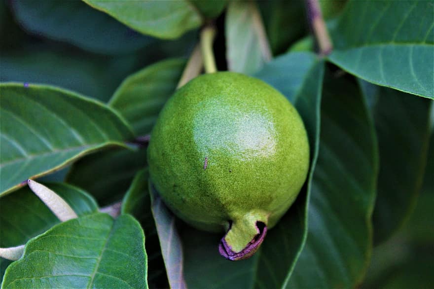 guava, frukt, träd, växt, löv, mat, hälsosam, näring, vitaminer, organisk, tropisk