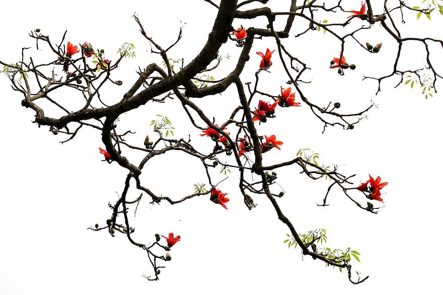 arbol de algodon, las flores, ramas, hojas, Flores rojas, floración, árbol, planta, cielo