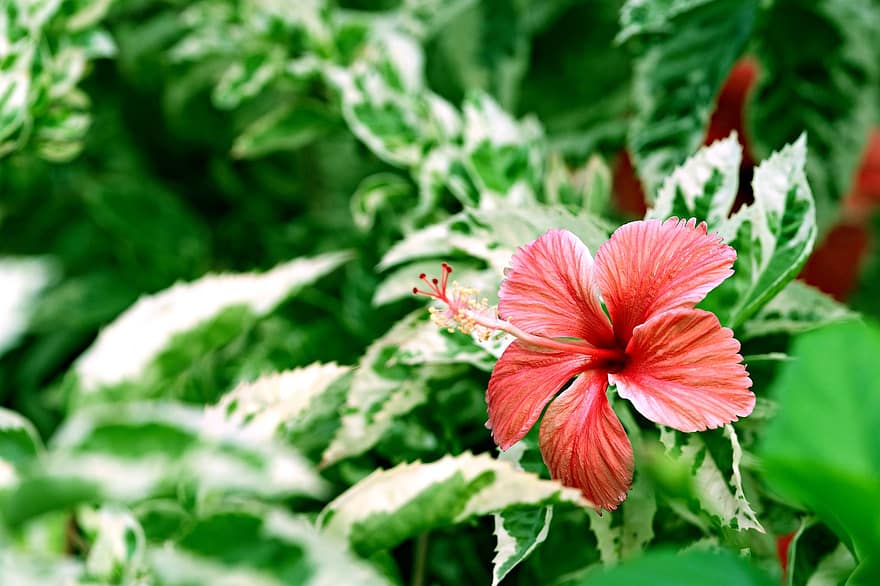 czerwony hibiskus, czerwony kwiat, poślubnik, kwiat, ogród, flora, roślina, liść, zbliżenie, lato, zielony kolor
