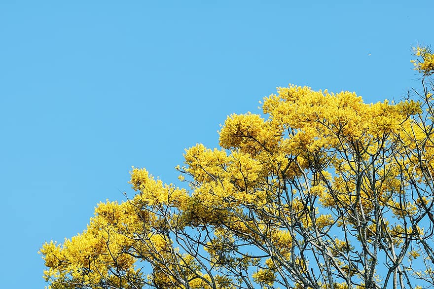 fleurs, arbre, printemps, saisonnier, la nature, le vietnam, ciel, paysage, jaune, branche, bleu