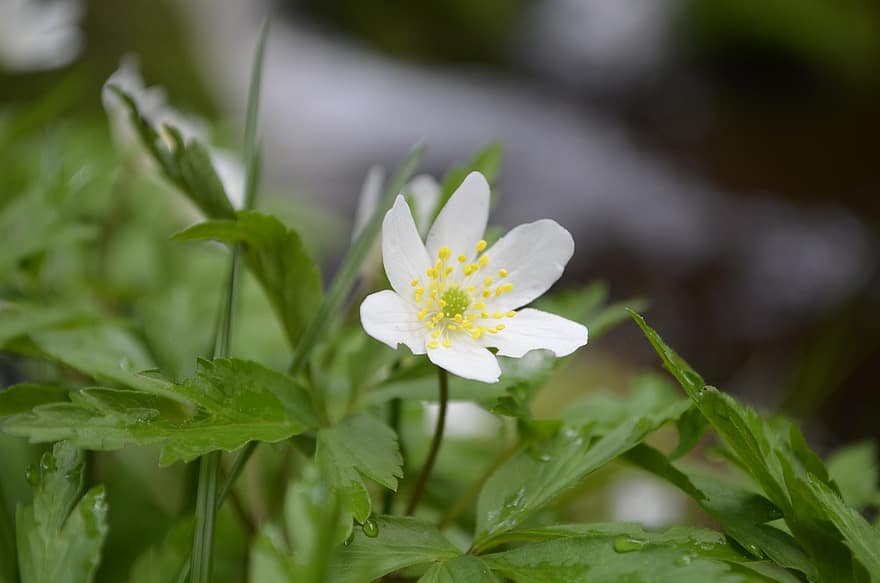 Flower, Anemone, Lonely, Delicate