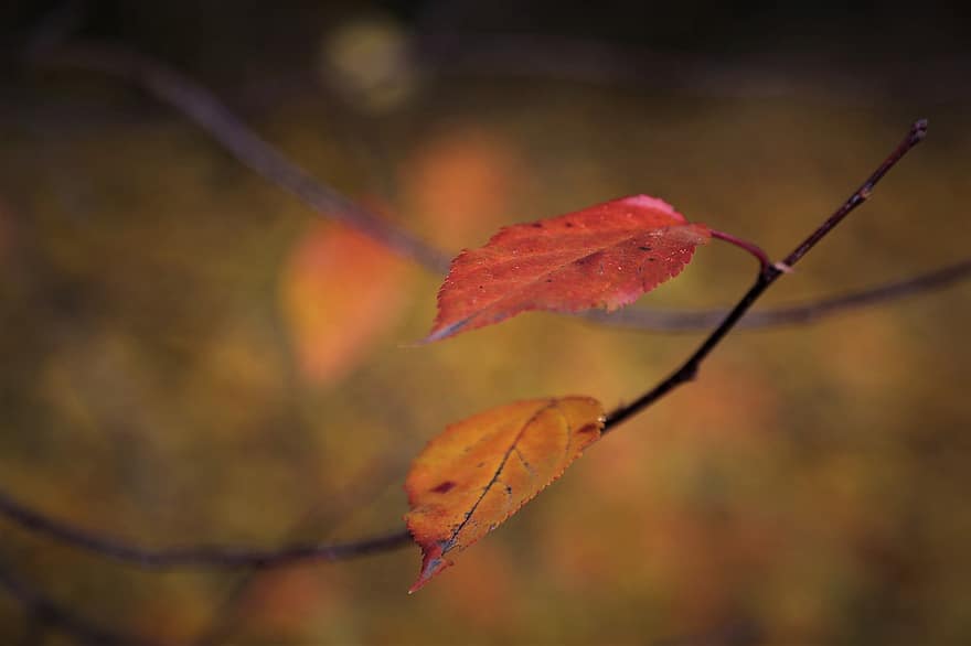 herfst, bladeren, gebladerte, flora, blad, geel, seizoen, boom, detailopname, multi gekleurd, Bos