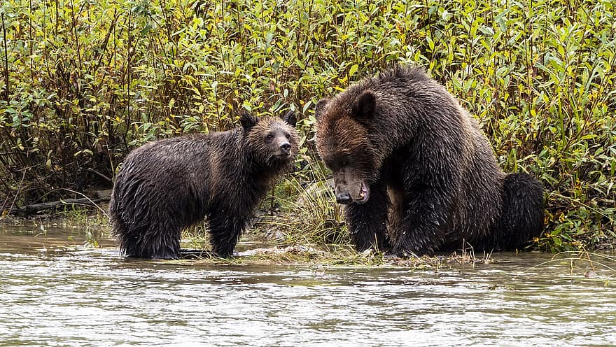 bruna björnar, björnar, grizzlybjörnar, djur, vildmark, kanada, vancouver, vancouver island, rovdjur, djur i det vilda, skog
