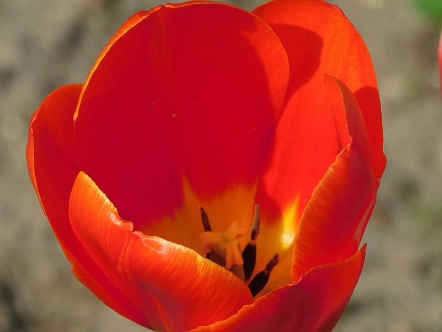 blomst, tulipan, blomstre, natur, vår, petals, vekst, nærbilde, anlegg, petal, blomsterhodet