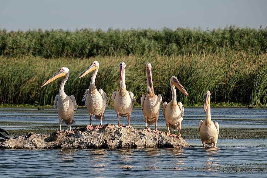 Store hvide pelikaner, Fuglekiggeri, danube delta, Rumænien, Mahmudia, Carasuhatarea, Fugleart, fugle, Sejlture, bevarelse, økologi