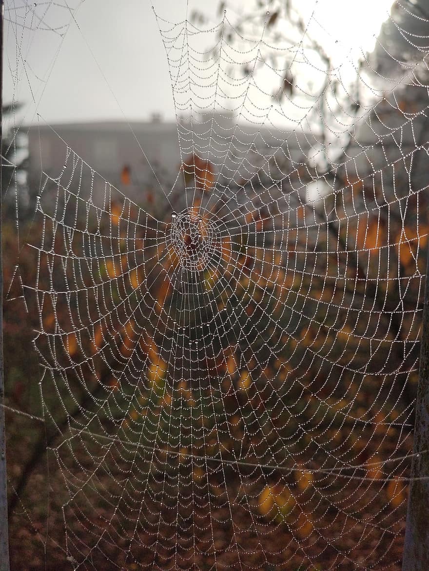 jaring laba-laba, sarang laba-laba, taman, makro, musim gugur, dedaunan, laba-laba, merapatkan, embun, latar belakang, penurunan
