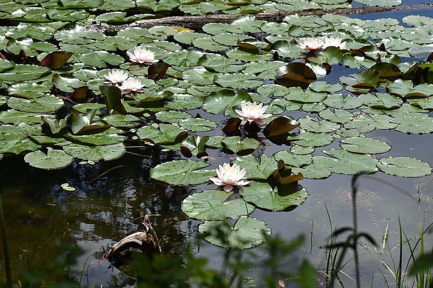 Lotuses, Water Lilies, Flowers, Lily Pads, Plant, Lotus Petals, Petals, Bloom, Blossom, Flora