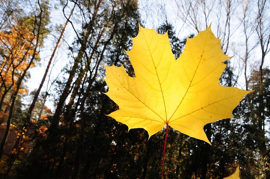 лист, желтый, кленовый, осень, кленовый лист, желтый лист, листовые вены, лес, деревья, леса, редколесья