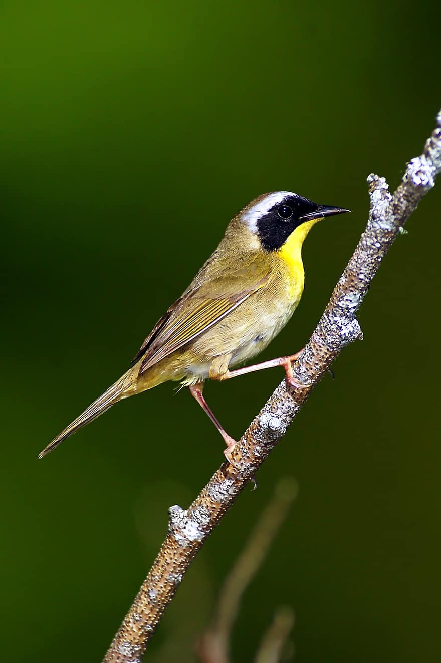 Warbler, Bird, Perched, Animal, Feathers, Plumage, Beak, Bill, Bird Watching, Ornithology, Animal World