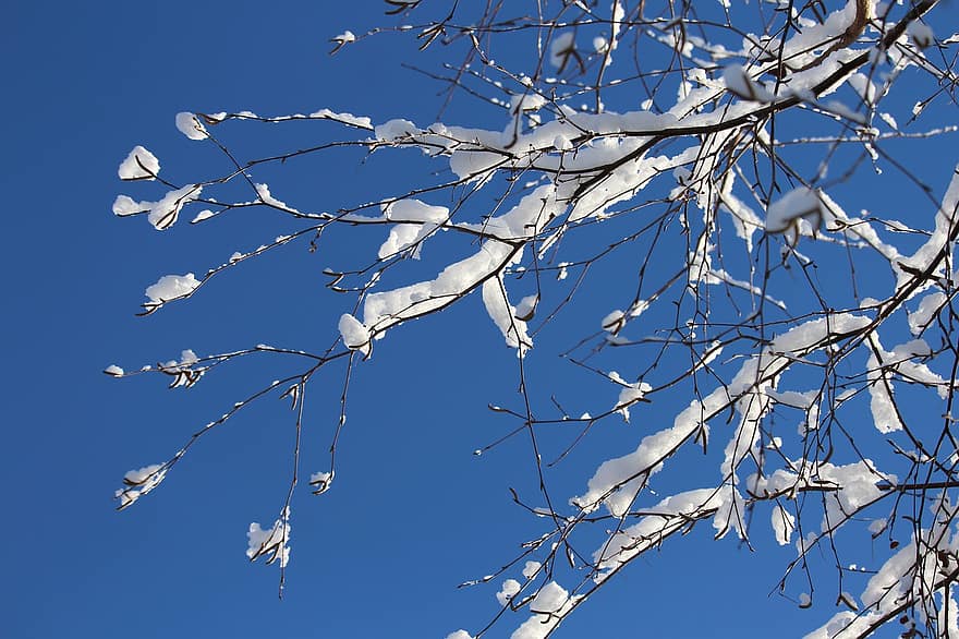 Geäst, Frost, Winter, Schnee, Himmel, Baum, Pflanze, Eis, gefroren, winterlich, Natur