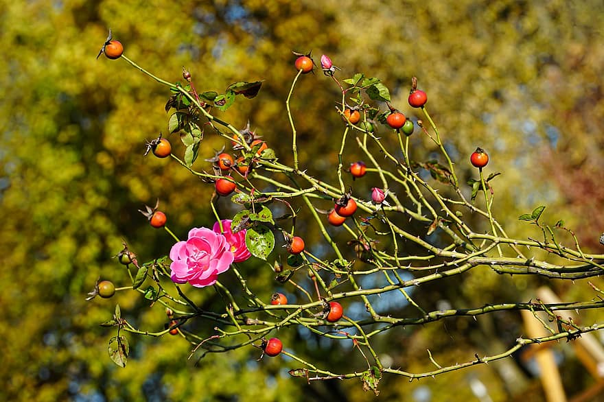 églantines, Buisson d'églantier, baies d'églantier, flore, la nature, Rosa Canina