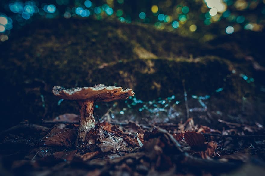 jamur, hutan, agaricus, kulat, sepon, jamur coklat, alam, musim gugur, jatuh, lantai hutan, bokeh