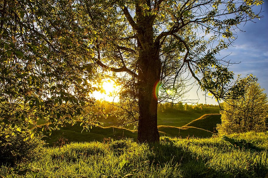 arbre, posta de sol, arc de Sant Martí, naturalesa, escena rural, paisatge, herba, prat, bosc, estiu, llum solar