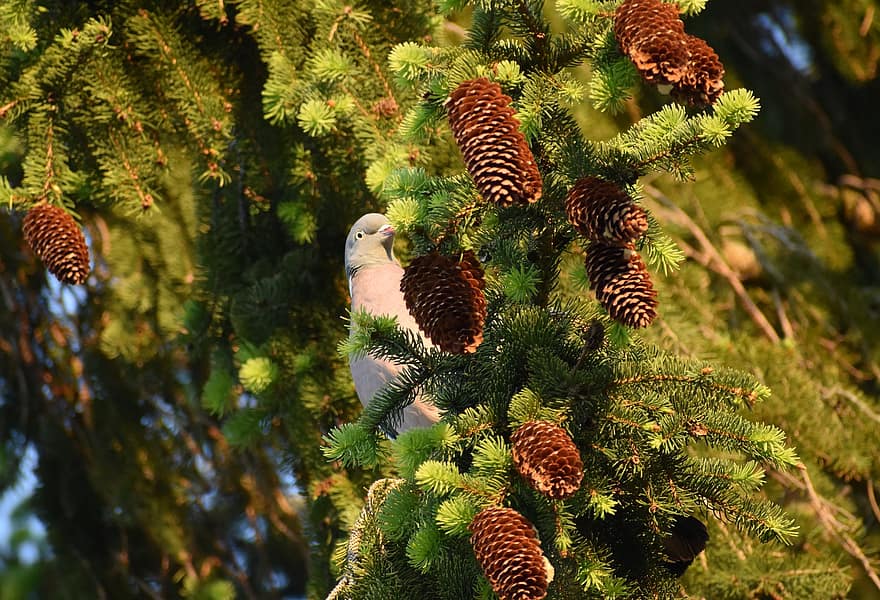 Spruce, Tree, Ringdove, Bird, Dove, Pigeon, Perched, Perched Bird, Pine Cones, Pine Tree, Ave