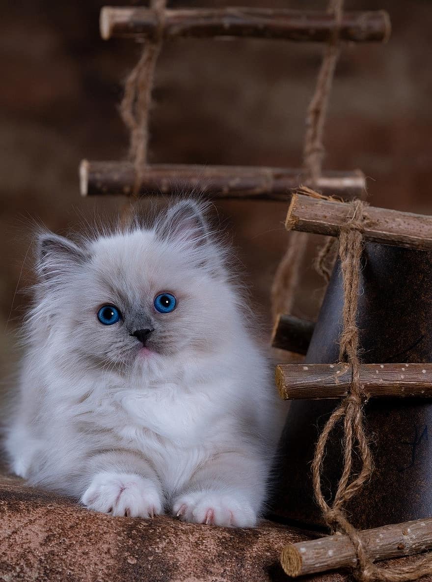 Kitten, Cat, Pet, Feline, cute, pets, domestic cat, domestic animals, small, young animal, fur