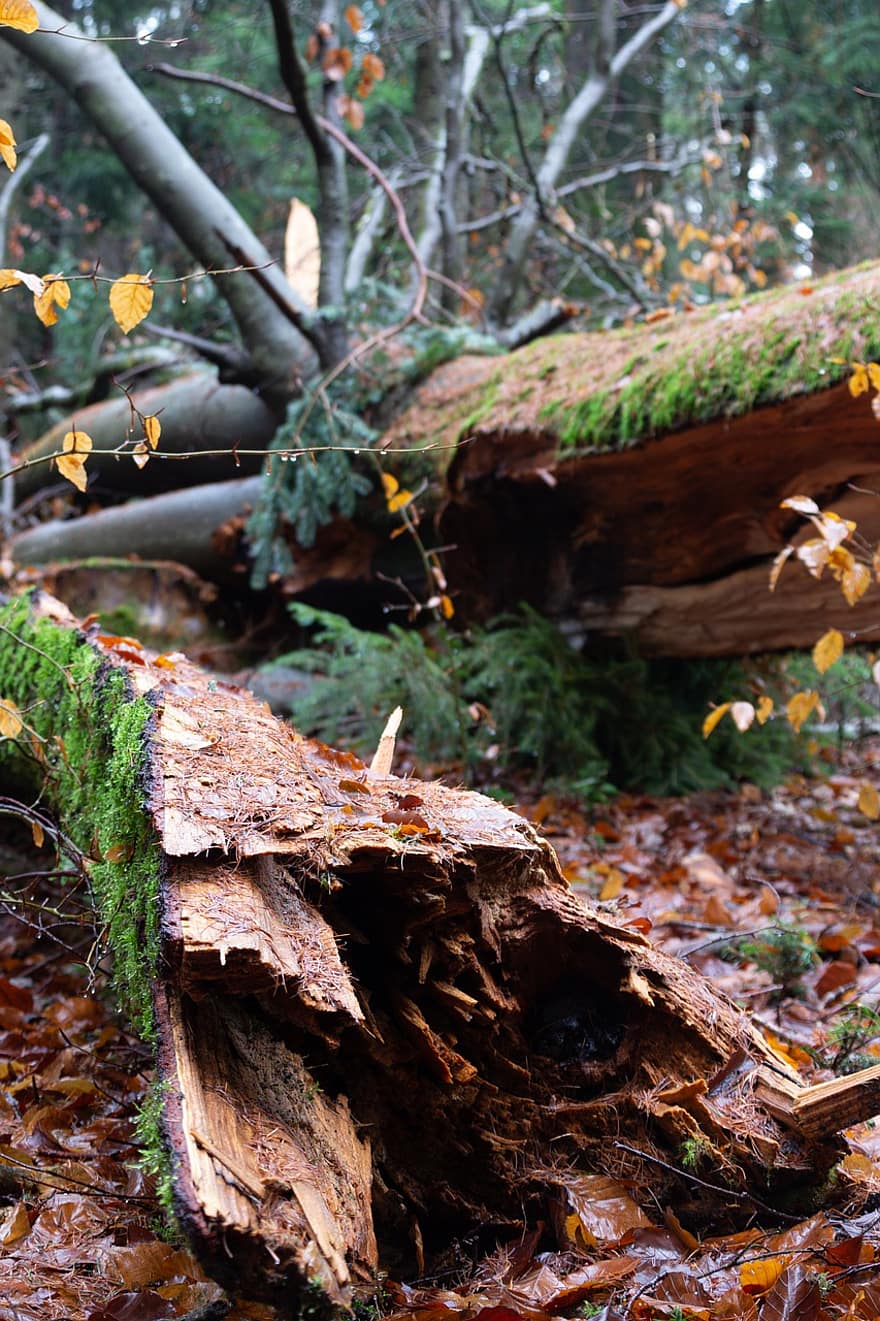 floresta, árvore, danos causados ​​por tempestades
