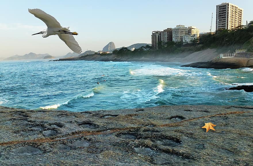 Mar, océan, plage, orla, litoral, Rio de Janeiro, Brésil, eau, oiseau, héron, oiseaux tropicaux