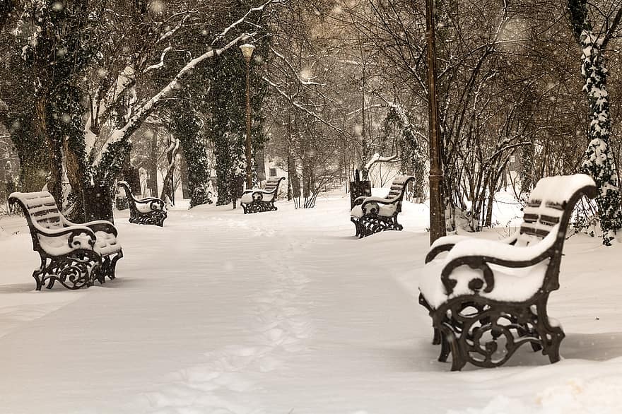 parkera, bänkar, snö, träd, väg, snöig, vinter-, frost, kall, landskap, utomhus