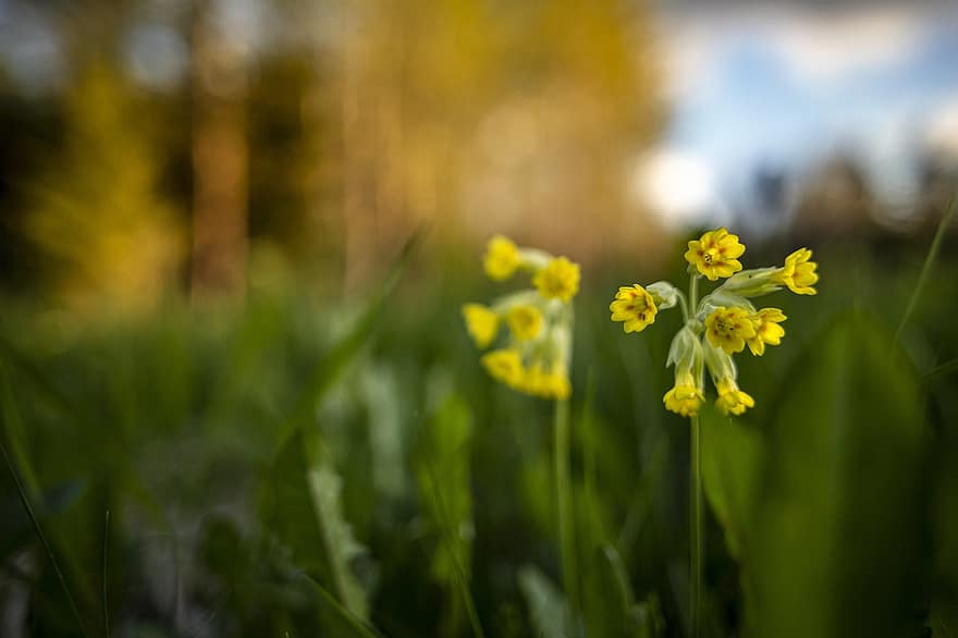 Cowslip, Flowers, Plants, Yellow Flowers, Primula Veris, Primula, Petals, Bloom, Early Bloomer, Spring Flowers, Pointed Flowers