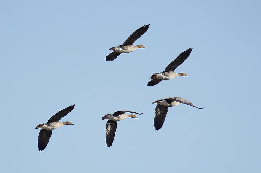 Geese, Birds, Sky, Flying, Migration, Water Birds, Aquatic Birds, Waterfowls, Wings, Plumage, Flight
