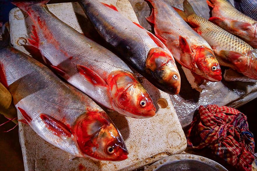 Ryba, Chitala Chitala, Chitalská ryba, Bangladéš, trh, čerstvý